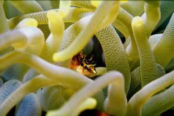 Hide and seek with a Diamond Blenny on Grand Cayman by Tom Huff 